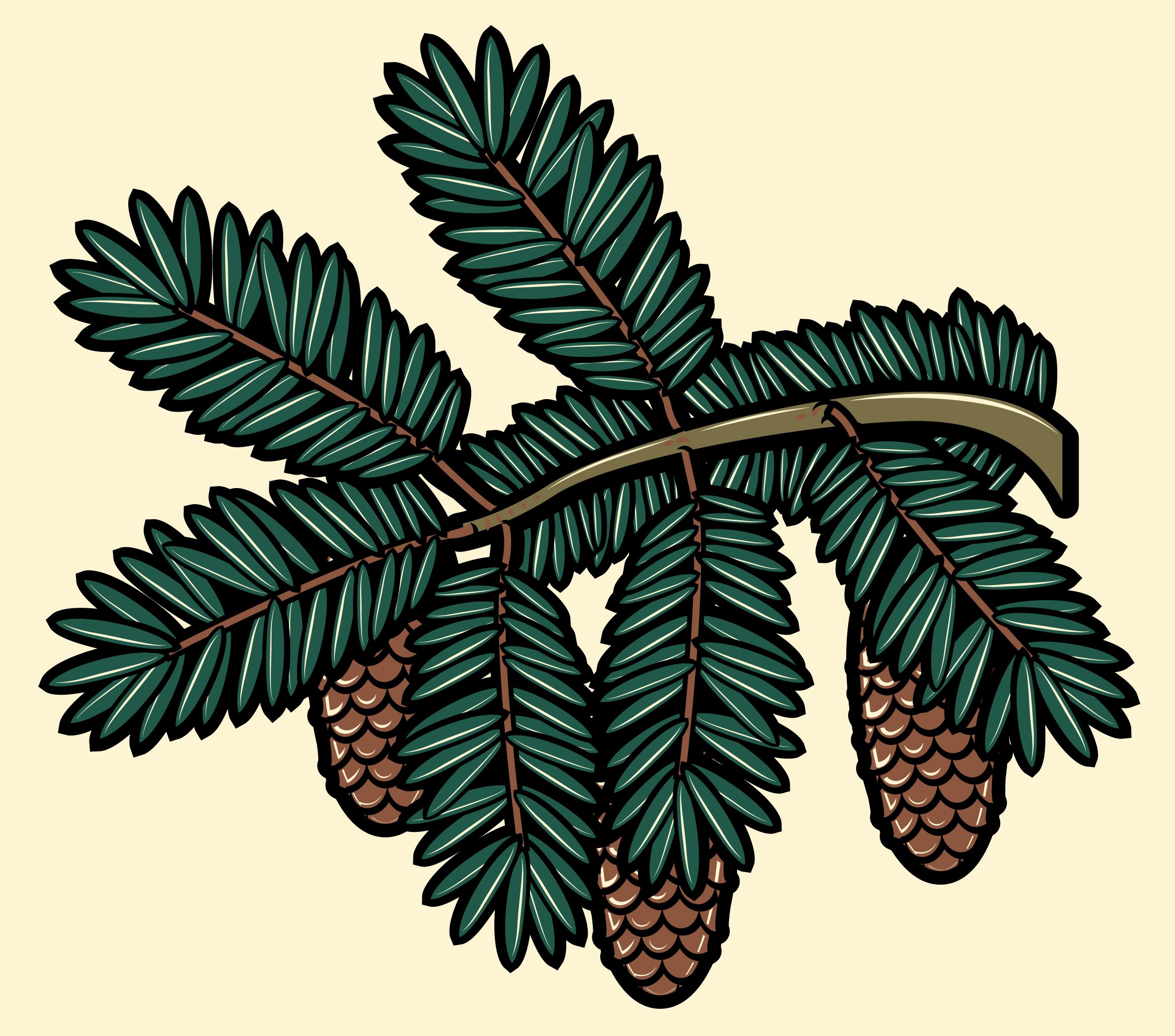 Branche de sapin des Pyrénées, Vadym Burla