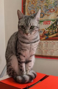 Cassandra, le petit chat de la famille Loubet del Bayle