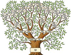 Arbre généalogique Kolouchová