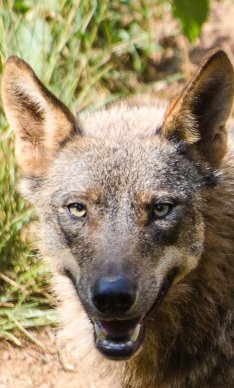 Loup ibérique, Cabarceno