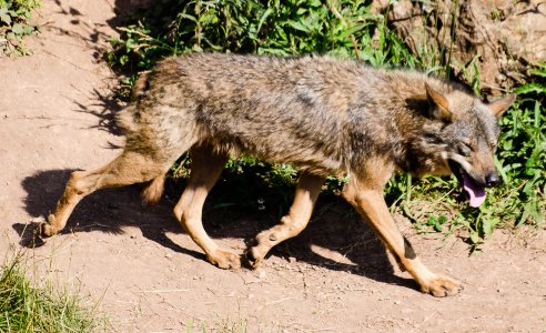 Loup ibérique, Cabarceno