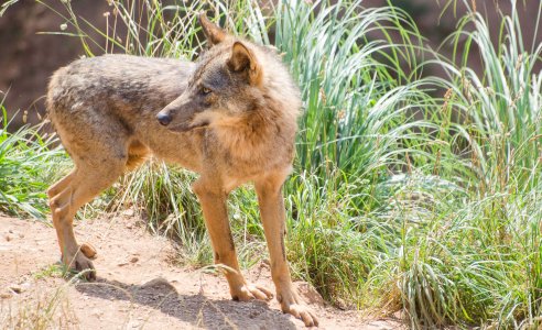 Loup ibérique, Cabarceno