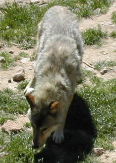 Loup de Pologne