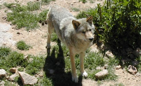 Loup de Pologne