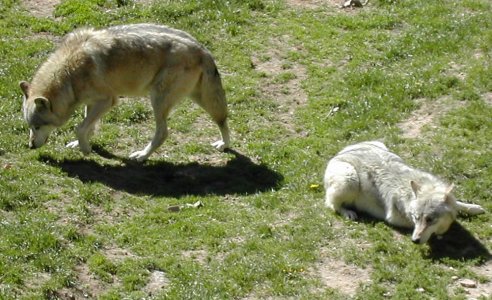 Loup de Pologne